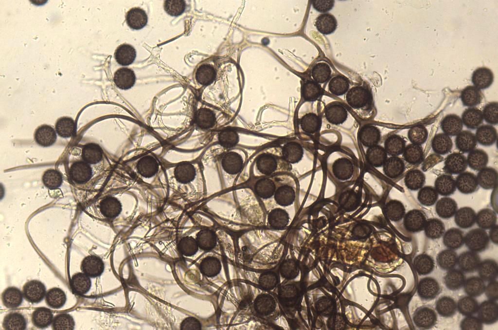 Diacheopsis metallica